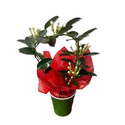 Stephanotis planta cu tulpina in ghiveci colorat