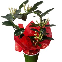 Stephanotis planta cu tulpina in ghiveci colorat