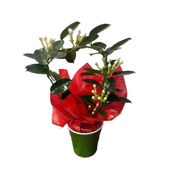 Stephanotis planta cu tulpina in ghiveci colorat