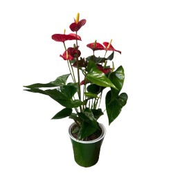 Anthurium roșu in ghiveci colorat