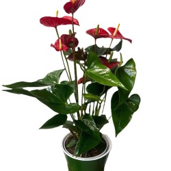 Anthurium roșu in ghiveci colorat