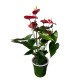 Anthurium roșu in ghiveci colorat