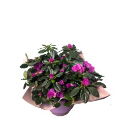Azalee(Rhododendron) in ghiveci ceramic
