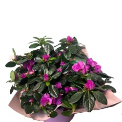 Azalee(Rhododendron) in ghiveci ceramic