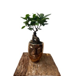 Bonsai in ghiveci cap ceramica