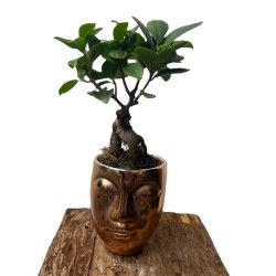 Bonsai in ghiveci cap ceramica