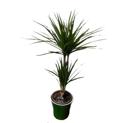 Dracena in ghiveci colorat