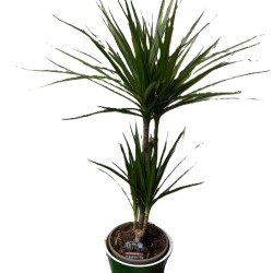 Dracena in ghiveci colorat