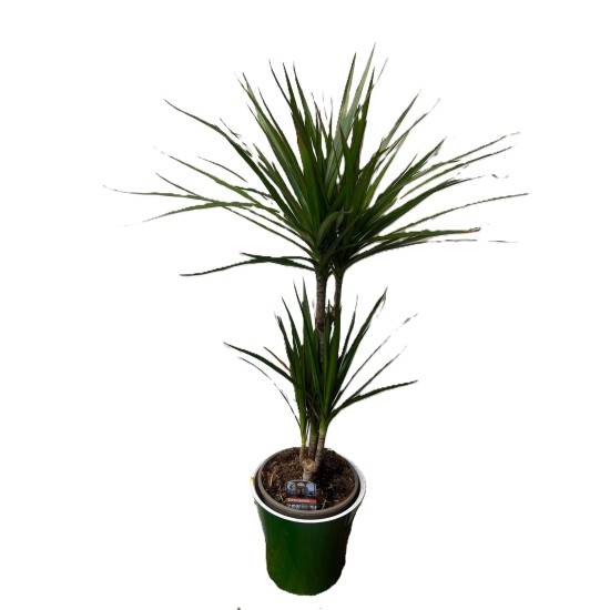 Dracena in ghiveci colorat