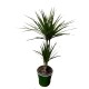 Dracena in ghiveci colorat