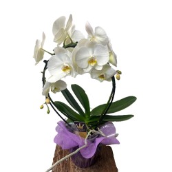 Orhidee phalaenopsis cascada in ghiveci ceramic