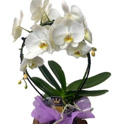 Orhidee phalaenopsis cascada in ghiveci ceramic