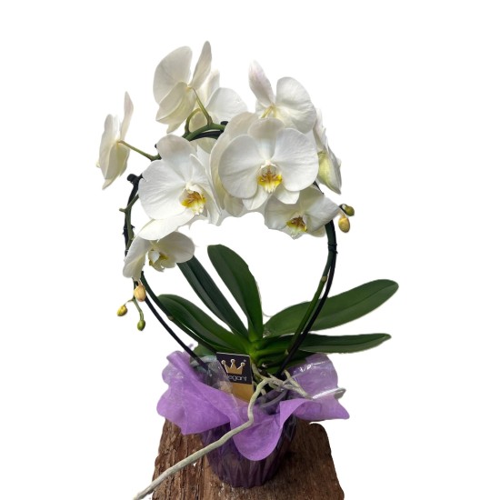 Orhidee phalaenopsis cascada in ghiveci ceramic