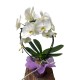 Orhidee phalaenopsis cascada in ghiveci ceramic