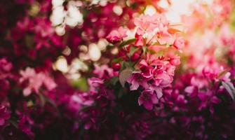 Ce semnifică florile?