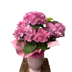 Hortensia in ghiveci ceramic