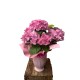 Hortensia in ghiveci ceramic